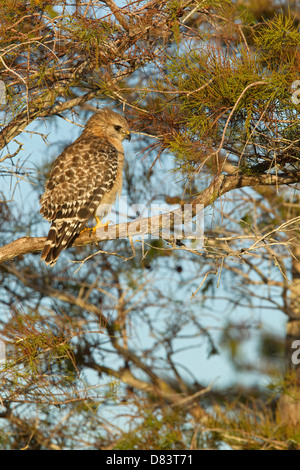 La Buse à épaulettes Buteo lineatus, perché sur branche d'arbre, Florida, USA Banque D'Images