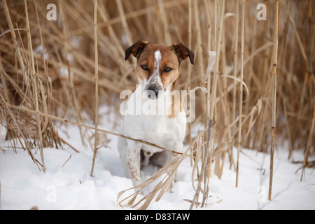 Jack Russell Terrier Banque D'Images