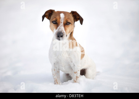 Jack Russell Terrier Banque D'Images