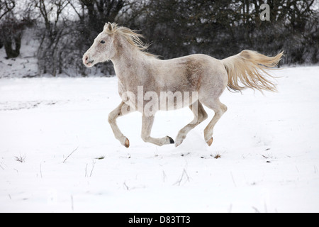 L'exécution de cheval arabe Banque D'Images