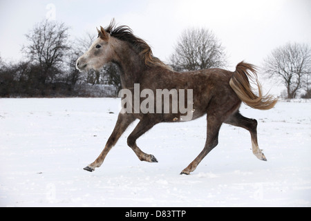 L'exécution de cheval arabe Banque D'Images