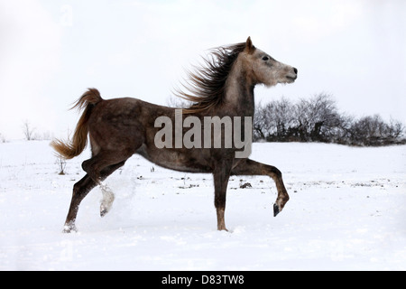 L'exécution de cheval arabe Banque D'Images