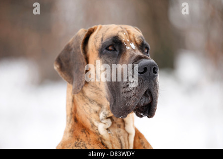 Portrait du Dogue Allemand Banque D'Images