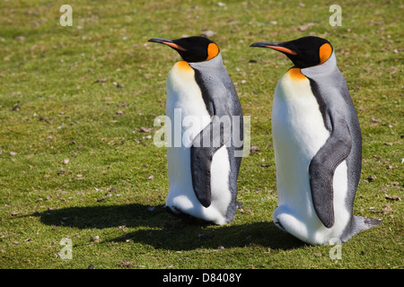 Pingouins roi sur Volunteer Beach Banque D'Images