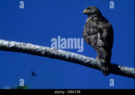 La route Hawk (Rupornis magnirostris) est un petit oiseau de proie dans les Amériques. La faune du Brésil Banque D'Images