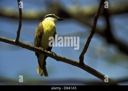 Le Tyran Quiquivi (Pitangus sulfuratus ) est une espèce d'oiseau et d'un grand Tyran huppé appelé bem-te-vi au Brésil Banque D'Images