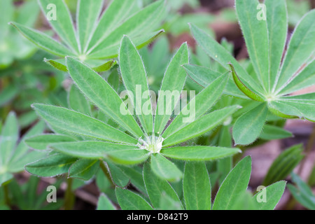 Lupinus polyphyllus Banque D'Images