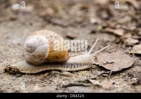 Bourgogne escargot, escargot, romaine ou escargots Helix pomatia, escargot de ramper sur le sol de la forêt Banque D'Images