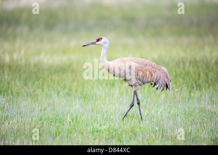 Une grue du Canada adultes se nourrissent dans une prairie en mai au malheur National Wildlife Refuge dans le sud-est de l'Oregon. Banque D'Images