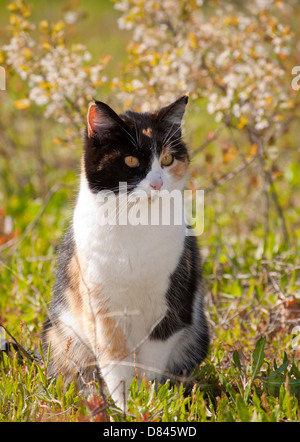 Chat Calico dans sun avec fleurs de printemps Banque D'Images