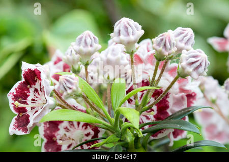 Mountain Laurel Fleurs et bourgeons floraison menuet avec de nouvelles feuilles vertes au printemps Macro closeup Banque D'Images