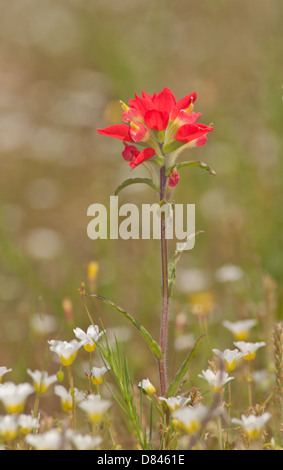 Rouge écarlate, indian paintbrush, Castilleja, au printemps avec des fleurs blanches Banque D'Images