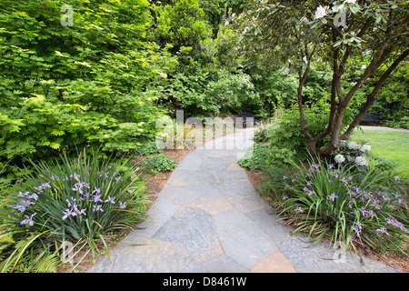 Chemin de ronde de jardin en ardoise avec la floraison des iris de l'Oregon et arbres au printemps Banque D'Images