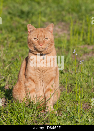 Gingembre beau chat tigré dans l'herbe de printemps vert vif Banque D'Images