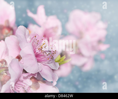 Image de rêve de soft pink Peach Blossoms sur bokeh background bleu clair Banque D'Images
