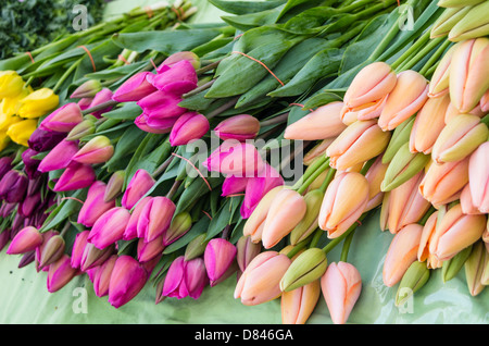 Fleurs de tulipes colorées sur l'affichage à l'farmers market Banque D'Images