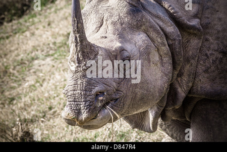 Un rhinocéros unicornes indiens au parc national Royal de Chitwan au Népal Banque D'Images
