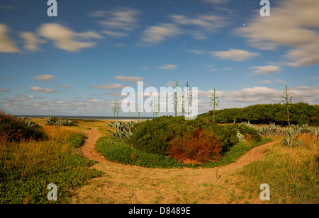 L'apparence d'un paysage d'arbres d'agave sous une pleine lune de faire une scène de nuit ressemble à la lumière du jour, Miramar, l'Argentine. Banque D'Images