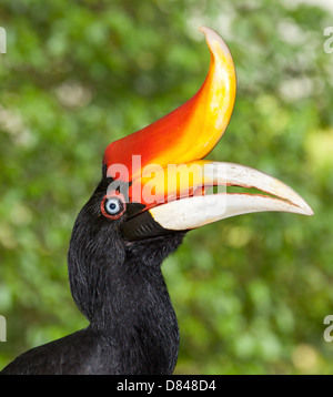 Portrait oiseau calao Bucerotidae Banque D'Images