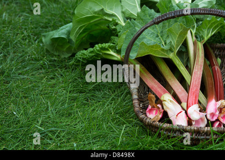 Rheum rhabarbarum. La rhubarbe récoltée dans un panier en osier Banque D'Images