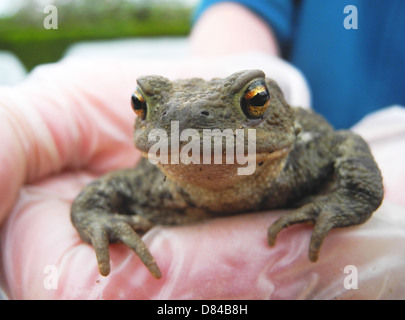 Crapaud commun crapaud Bufo bufo un de le jardinier s vrais amis mange les limaces insectes larves etc hiberne d'octobre à février menacée par l'utilisation de produits chimiques dans le jardin et maintenant vu moins souvent. La propre main photographe modèle ne libération nécessaire. Banque D'Images