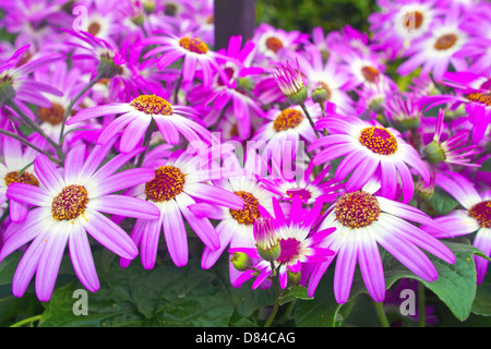 Lilas et blanc lumineux Senetti fleurs dans un jardin. Banque D'Images