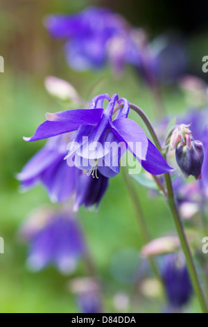 Aquilegia vulgaris. L'ancolie bleue des fleurs dans le jardin. Banque D'Images