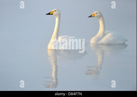 Deux cygnes chanteurs natation dans l'eau. Banque D'Images