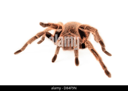 Rose chilien tarantula isolé sur fond blanc. Banque D'Images