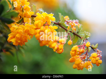 Grappes de petites fleurs orange de Berberis darwinii enrobées de gouttes de pluie. Banque D'Images