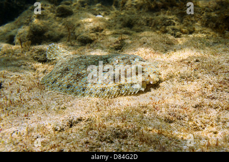 Peacock flet Poisson sur fond de camouflage, la mer des Caraïbes, Mexique Banque D'Images