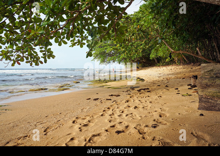 Plage tropicale avec une végétation luxuriante, des Caraïbes, Manzanillo, Costa Rica Banque D'Images