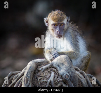 Macaca fascicularis macaque à longue queue assis sur les racines des arbres par la rivière Kinabatangan dans Sabah, Borneo Banque D'Images