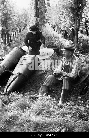 1963 anciens cueilleurs de raisin à l'heure du déjeuner dans le vignoble Alsace France Europe Banque D'Images