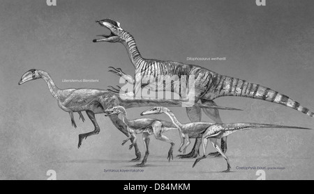 Coelophysoid la diversité de la fin du Trias au Jurassique précoce. Banque D'Images