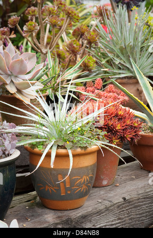 Plantes Succulentes en vente au centre de jardin dans l'Essex, UK Banque D'Images