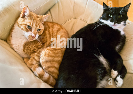 Les chats se reposant sur un fauteuil en forme de coeur. Banque D'Images