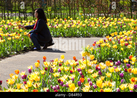 Une jeune femme se faisant passer pour des photos parmi les tulipes dans les jardins de Keukenhof, près de, Lisse, Pays-Bas Banque D'Images