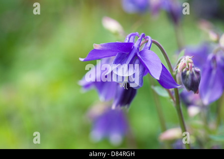 Aquilegia vulgaris. L'ancolie bleue des fleurs dans le jardin. Banque D'Images