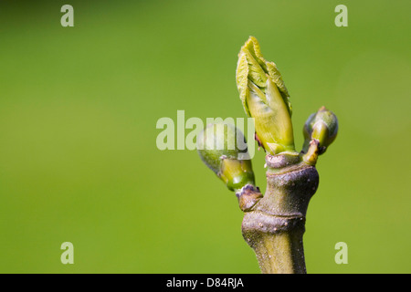 Ficus carica. Feuille de vigne et d'ouverture de nouveaux fruits. Banque D'Images