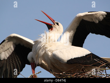 Close-up détaillé de noisy loi-claquement par un homme adulte Cigogne Blanche (Ciconia ciconia) sur le nid (série de 7 images) Banque D'Images