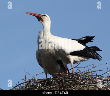 Close-up détaillé de noisy loi-claquement par un homme adulte Cigogne Blanche (Ciconia ciconia) sur le nid (série de 7 images) Banque D'Images