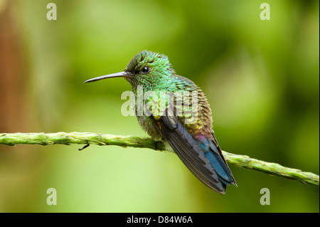 Green-couronné hummingbird brillant perchée sur une branche dans le Costa Rica, Amérique Centrale Banque D'Images