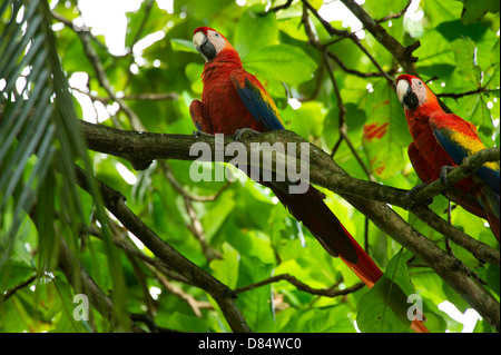 Couple d'ara rouge oiseaux posés sur une branche au Costa Rica, Amérique Centrale Banque D'Images