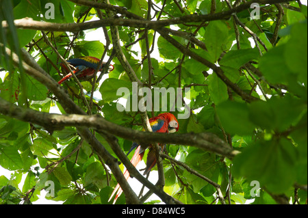 Couple d'ara rouge oiseaux posés sur une branche au Costa Rica, Amérique Centrale Banque D'Images