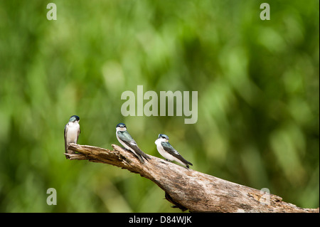 Moindre Swift à queue, d'oiseau perché sur une branche d'une mangrove dans Costa Rica, Amérique Centrale Banque D'Images