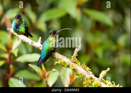 Les colibris à gorge fiery perché sur une branche au Costa Rica, Amérique Centrale Banque D'Images