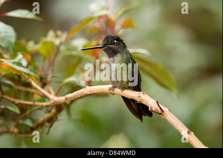 Colibri magnifique perché sur une branche au Costa Rica, Amérique Centrale Banque D'Images