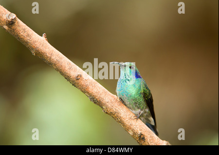 Green violet-ear hummingbird perché sur une branche au Costa Rica, Amérique Centrale Banque D'Images