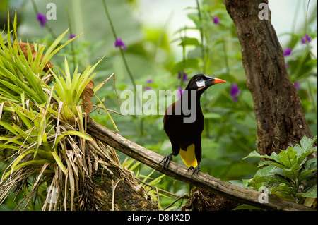 Montezuma oropendola perché sur une feuille dans un marais au Costa Rica, Amérique Centrale Banque D'Images